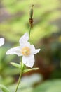 Himalayan blue poppy, Meconopsis betonicifolia Alba, white flower Royalty Free Stock Photo